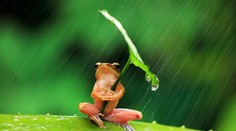 Nechutný prípad nakrúcania porna so žabou a manželkou v bezvedomí