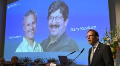 Nobelovu cenu za medicínu získali americkí vedci za objav mikroRNA