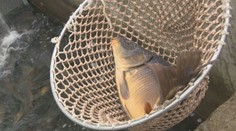 Bude dosť rýb? Zisťovali sme, dokedy si treba zaobstarať kapra, aby ste neobišli naprázdno