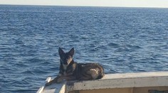 Bojovníčka! Polročné šteňa sa stratilo v mori, vrátilo sa po piatich týždňoch