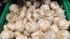 Ani tento rok nenájdete na pultoch supermarketov slovenský cesnak