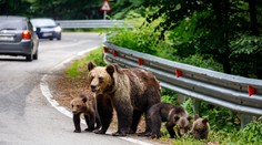 Nešťastný incident na Poľane. Ochranár strieľal na medvedicu, zasiahol kolegu