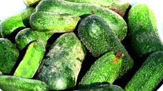 Sezóna zavárania uhoriek vrcholí. Mnohé gazdinky však narazili na problém