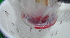 Chystáte sa na dovolenku do Grécka? Zúri tam malária