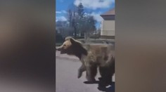 Hliadkujú po meste a prehľadávajú lesy. Medveďa, ktorý útočil v Liptovskom Mikuláši, stále neodstrelili