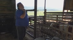 Majiteľ farmy je zúfalý, psy mu zabíjajú zvieratá a pomoci sa nedočkal ani od úradov