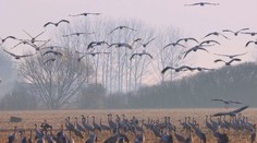 Na Slovensku prvý raz zimoval druh vtákov, ktorý ponad naše územie zvyčajne iba prelieta