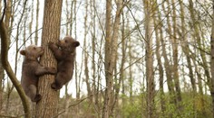 Zachraňuje im životy. Vďaka svojej stanici vrátil ochranár do prírody tisíce vyliečených zvierat