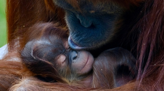 Bratislavská ZOO hlási vzácny prírastok. O mene malého orangutana môžete rozhodnúť aj vy