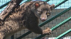 V bojnickej zoo majú tajomné zviera z Afriky