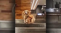 Toto video vás chytí za srdce: Slepecký pes pomáha slepému kamarátovi