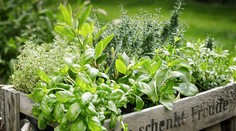 Je ideálny čas na výsev byliniek. Ako na to a ktoré si máte vybrať?