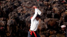 Drsné fotografie z najväčšieho obetovania zvierat na svete