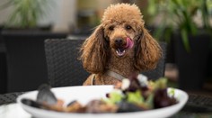 Do reštaurácií sa bude dať chodiť aj so zvieraťom