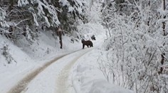 Mierna zima prebudila medvede. Šelmy videli na Liptove aj v Podpoľaní