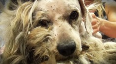 Najkrajšia premena VTEDY a TERAZ. Zamiloval si ju celý internet