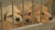 Slovensko v zahraničí nazývajú ochrancovia psov Hundemafia