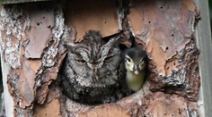 Fotografka neverila vlastným očiam: Z hniezda vykukla nečakaná dvojica