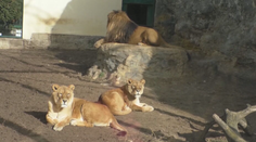 Exotické šelmy z ranča pri Žiline, ktoré usmrtili ošetrovateľa, by mali previezť do Indie