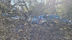 Od tragédie ich delilo pár minút. Na autá v centre Levíc spadol mohutný strom