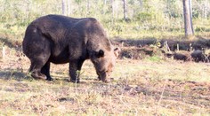 Dráma vo Veľkej Fatre. Medveď zaútočil na muža
