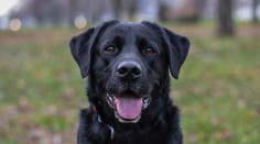 Nález psa zachránil nespravodlivo odsúdeného muža pred 50-ročným väzením