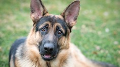 Koronavírus sa môže preniesť aj na zvieratá. Pozitívny test mal nemecký ovčiak