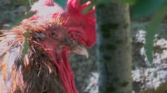 Hlučný kohút Maurice vyhral súd. Môže kikiríkať a jeho majiteľka na ňom ešte zarobí