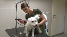 Máte domáceho miláčika? Takto ho ochránite pred horúčavami