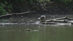 Pri žilinskom vodnom diele sa šíri smrad pripomínajúci rozkladajúce sa mäso