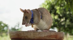 Potkan, ktorý pri vyhľadávaní mín v Kambodži zachránil tisíce životov, uhynul