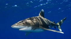 Tragédia na dovolenke. Na turistku (35) zaútočil žralok, žena prišla o obe ruky