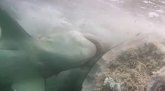 VIDEO: Veľký žralok napadol a zabil obrovskú veľrybu. Na kameru to zachytili prvýkrát