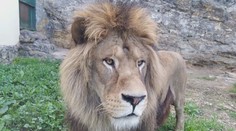 Bojnická zoo sa musí rozlúčiť so vzácnym levom. V Holandsku ho čakajú dve samičky