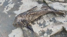 Čech vylovil z Vltavy čudesné monštrum. Ryba mu následne uhynula v rukách