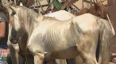 Na farme pri Lučenci sme našli mnoho zvierat v zúboženom stave. Majiteľ sa ich nechcel vzdať