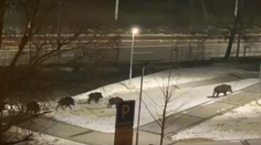 VIDEO: Netradičný pohľad z bratislavskej bytovky. Po chodníku sa prechádzala črieda diviakov