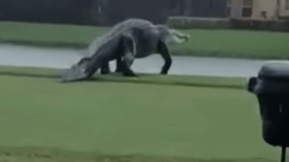 Obrovský aligátor sa vydal na prechádzku po floridskom golfovom ihrisku. Ľudí vystrašili jeho rozmery