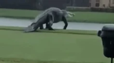 Obrovský aligátor sa vydal na prechádzku po floridskom golfovom ihrisku. Ľudí vystrašili jeho rozmery