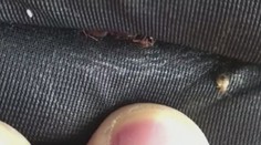 Nájomné byty v Levicach zamorili ploštice. Obyvatelia sa boja ľahnúť večer do postelí