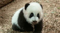 Veľký súboj zoologických záhrad: Ktoré mláďa je najrozkošnejšie?