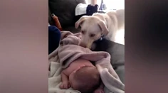 Najstarostlivejší labrador na svete! Pozrite, čo urobil bábätku