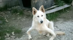 Krivonohý pes Sandy nikdy nebehal. Po druhej operácii sa toho konečne dočká
