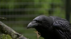 Útočí zákerným spôsobom a trúfne si aj na dospelú ovcu