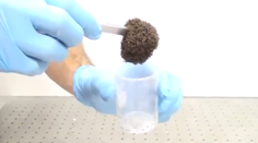 Ako sa správa 8-tisíc mravcov v jednej kope?