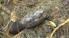 Košice majú bizarný problém – prasacie paprčky