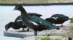 V košickej ZOO potvdili ďalšie nálezisko vtáčej chrípky