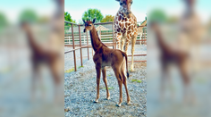 V ZOO sa narodila unikátna žirafa bez škvŕn. Zdá sa, že je jediná svojho druhu