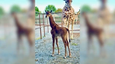 V ZOO sa narodila unikátna žirafa bez škvŕn. Zdá sa, že je jediná svojho druhu