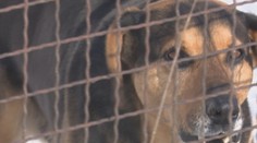 Štekajúci pes už viac ako rok terorizuje rodinu: Je to doslova na zbláznenie!